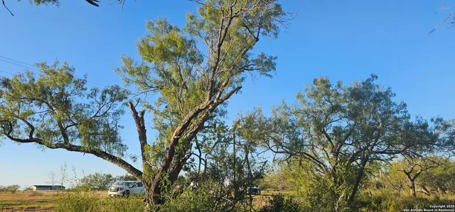 a view of a tree in a yard