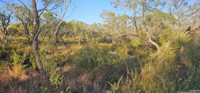 a view of a yard with a tree