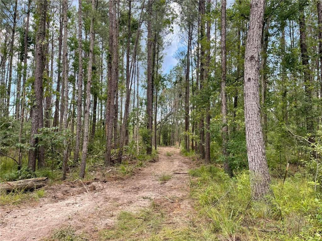 29878 Highway 22 Springfield, LA 70462 - Photo 4 of 12 Gallery Image 4