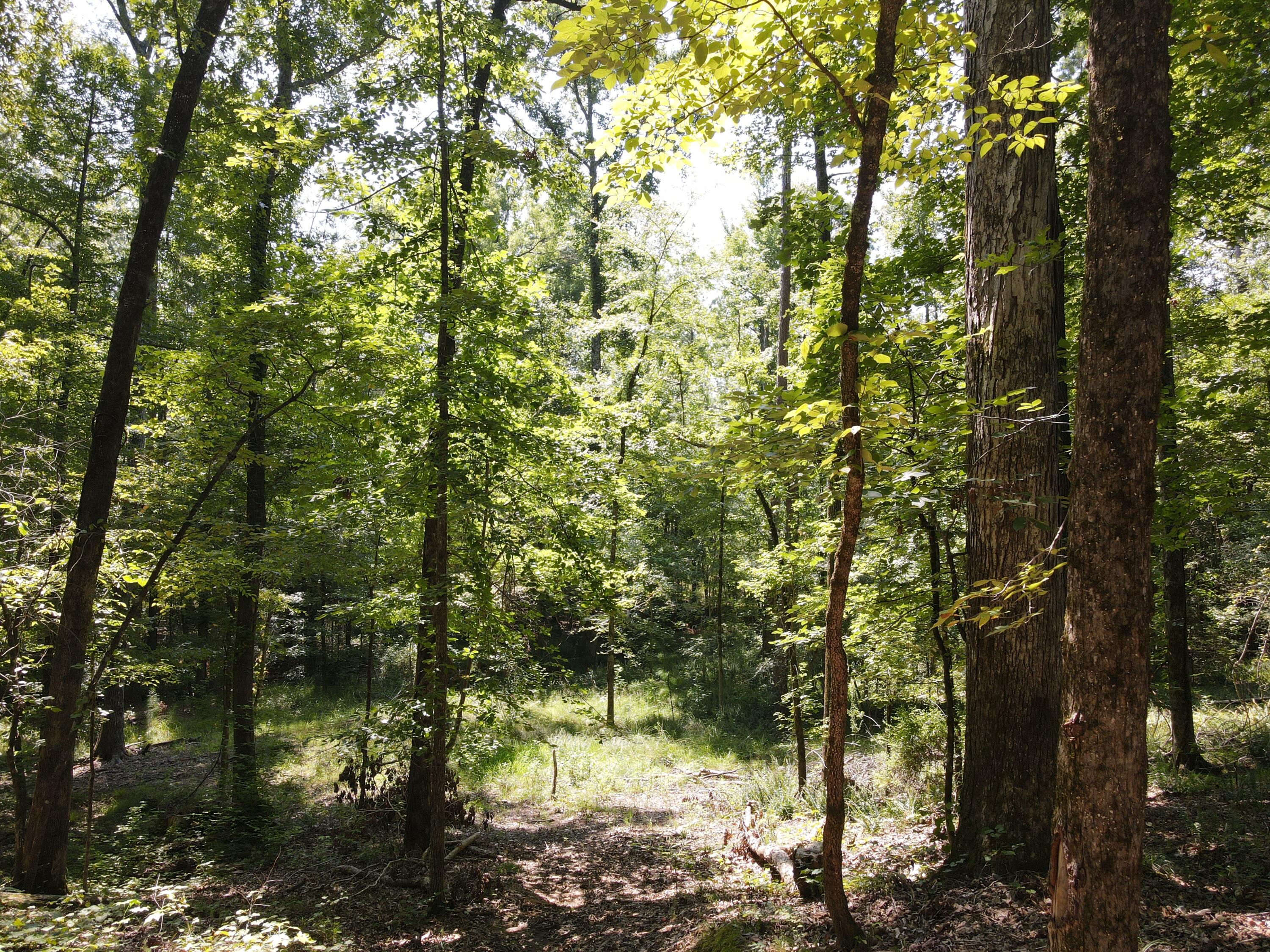0 Forest Lake Drive Lincolnton, GA 30817 - Photo 5 of 6 Hardwood Throughout