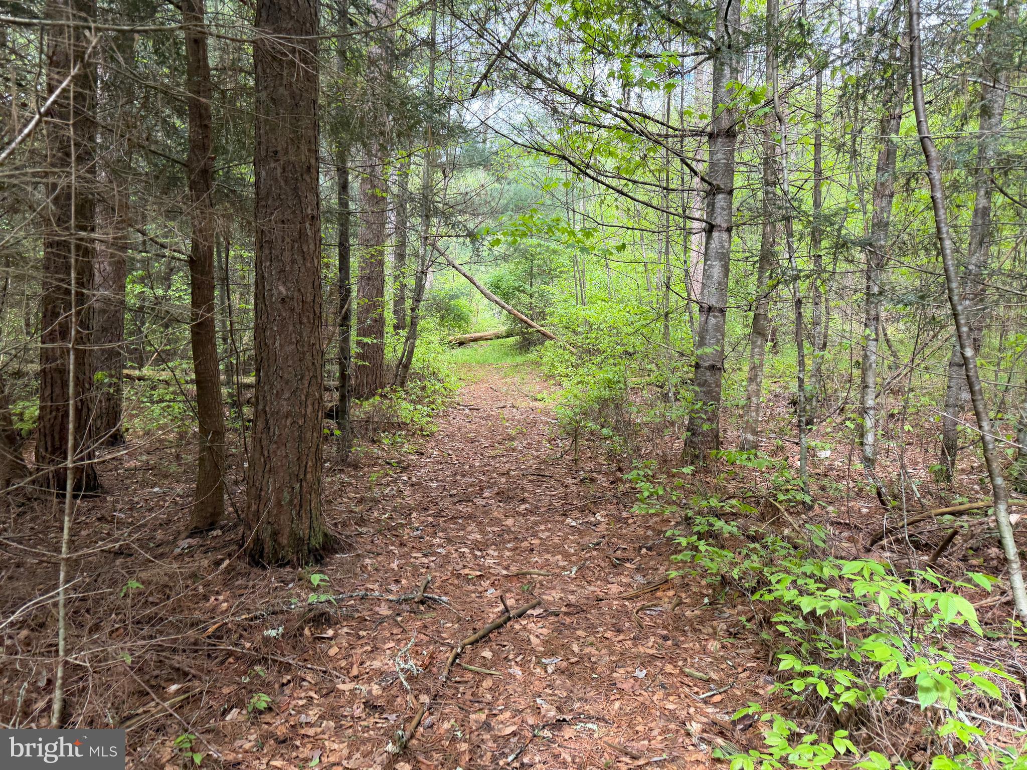 1227 Cross Fork Creek Road Cross Fork, PA 17729 - Photo 85 of 139