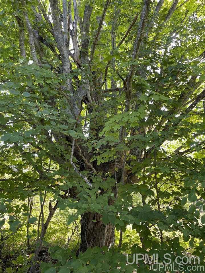 220 W Ford Lake Road Germfask, MI 49836 - Photo 8 of 26