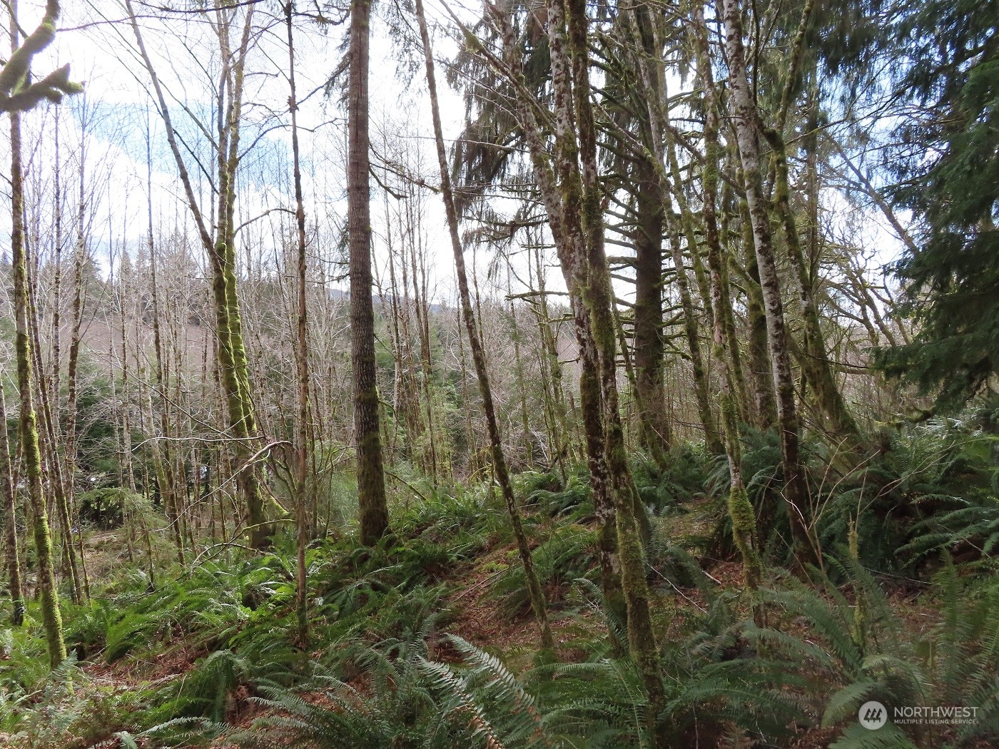 -xxx Artic Road Cosmopolis, WA 98537 - Photo 23 of 24 Gallery Image 23