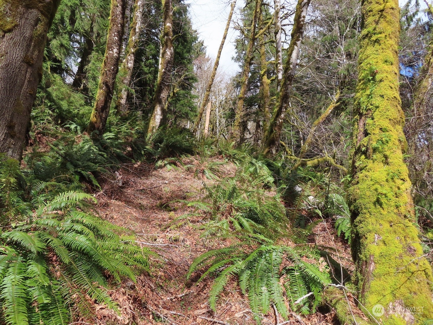 -xxx Artic Road Cosmopolis, WA 98537 - Photo 8 of 24 Gallery Image 8