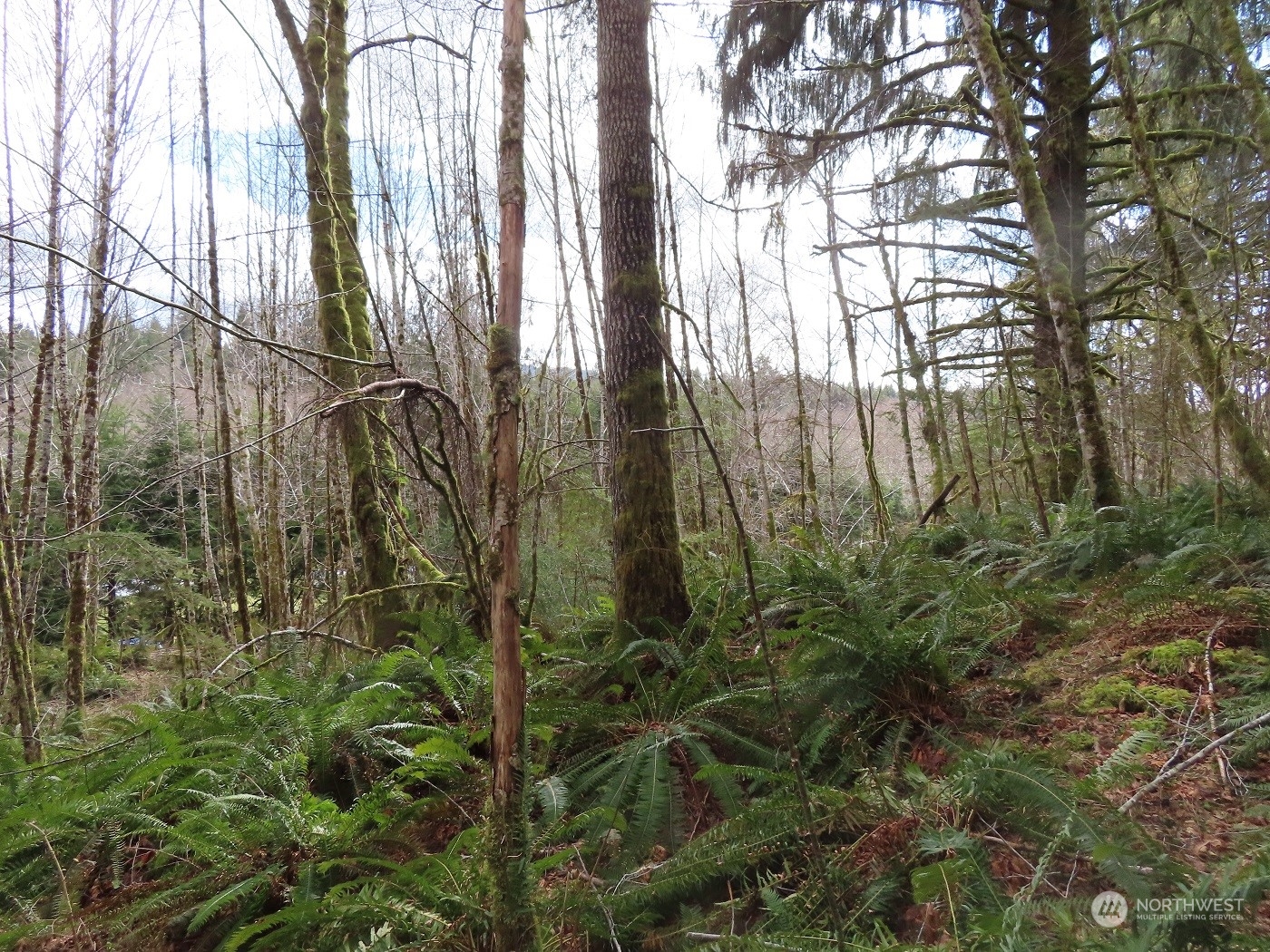 -xxx Artic Road Cosmopolis, WA 98537 - Photo 10 of 24 Gallery Image 10