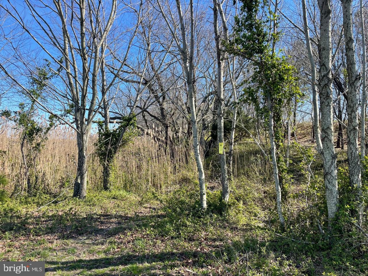 Lot 5 Deal Island Road Deal Island, MD 21821 - Photo 12 of 32 property corners