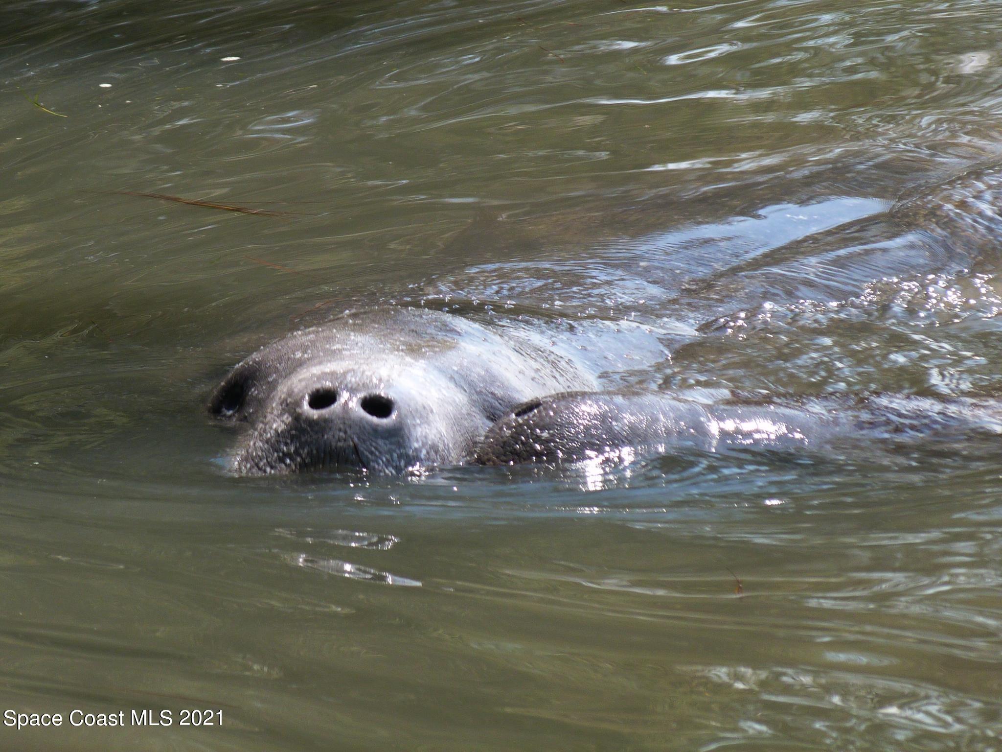 1290 St George Road Merritt Island, FL 32952 - Photo 27 of 31 Manatee