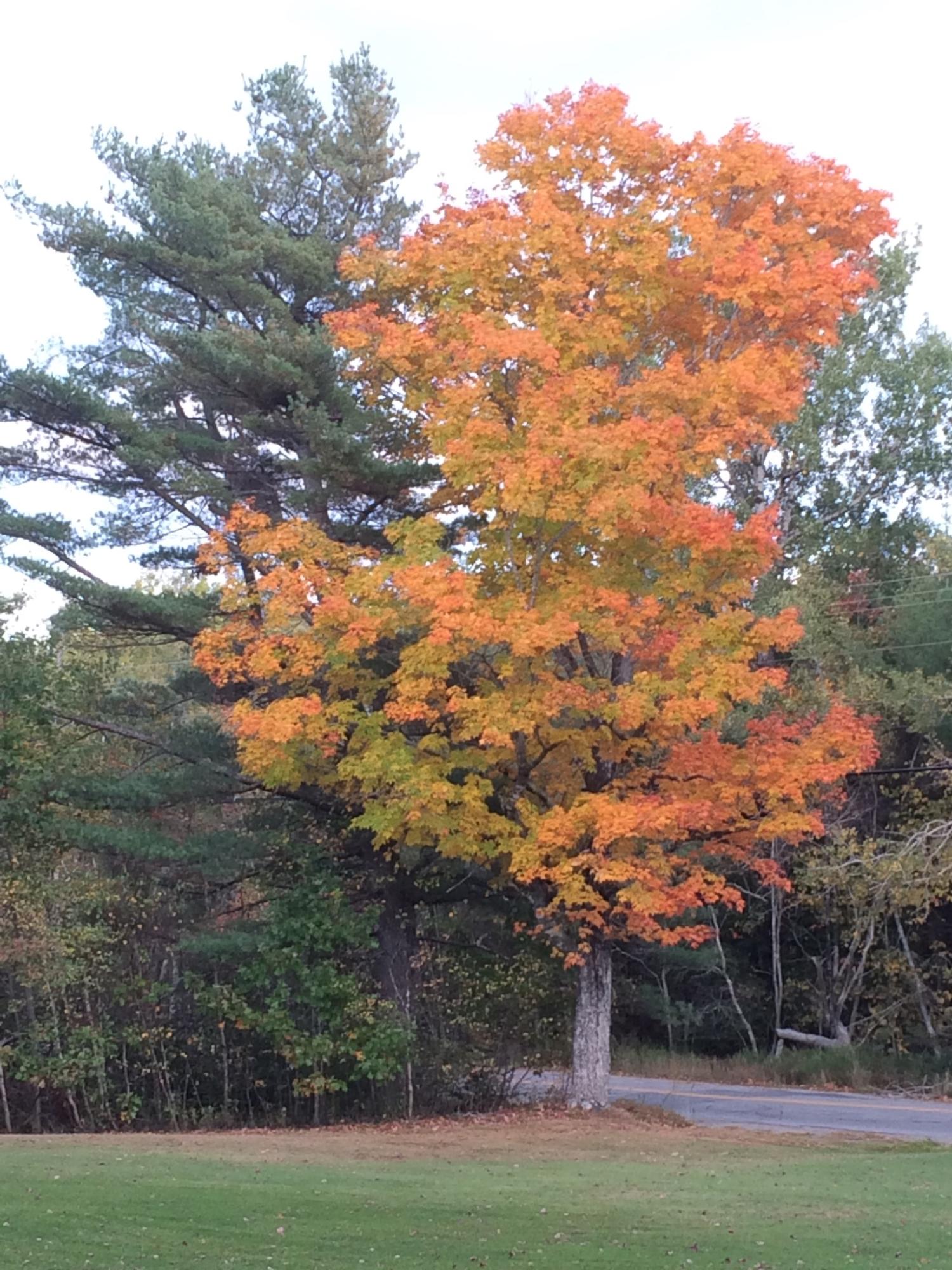 460 Mariaville Road Ellsworth, ME 04605 - Photo 38 of 44 Fall Foliage