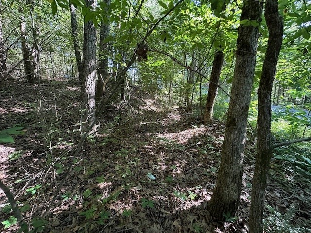 0 Cummins Road Eva, TN 38333 - Photo 11 of 12 a view of a forest with trees in front of it