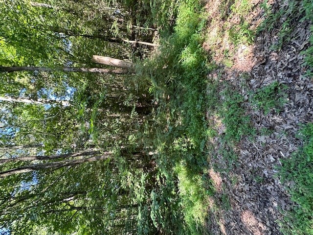 0 Cummins Road Eva, TN 38333 - Photo 2 of 12 a view of a forest that has a tree
