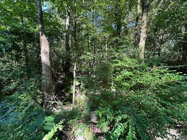 0 Cummins Road Eva, TN 38333 - Photo 5 of 12 a view of a forest with a tree
