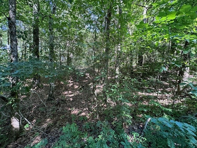 0 Cummins Road Eva, TN 38333 - Photo 8 of 12 a view of a lush green forest