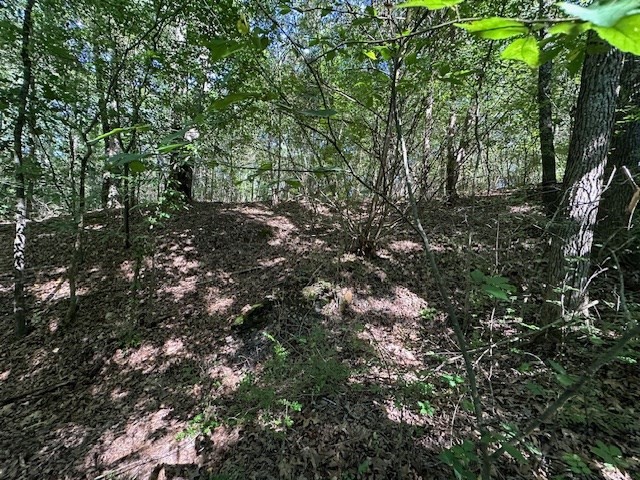 0 Cummins Road Eva, TN 38333 - Photo 10 of 12 a view of a tree in a yard