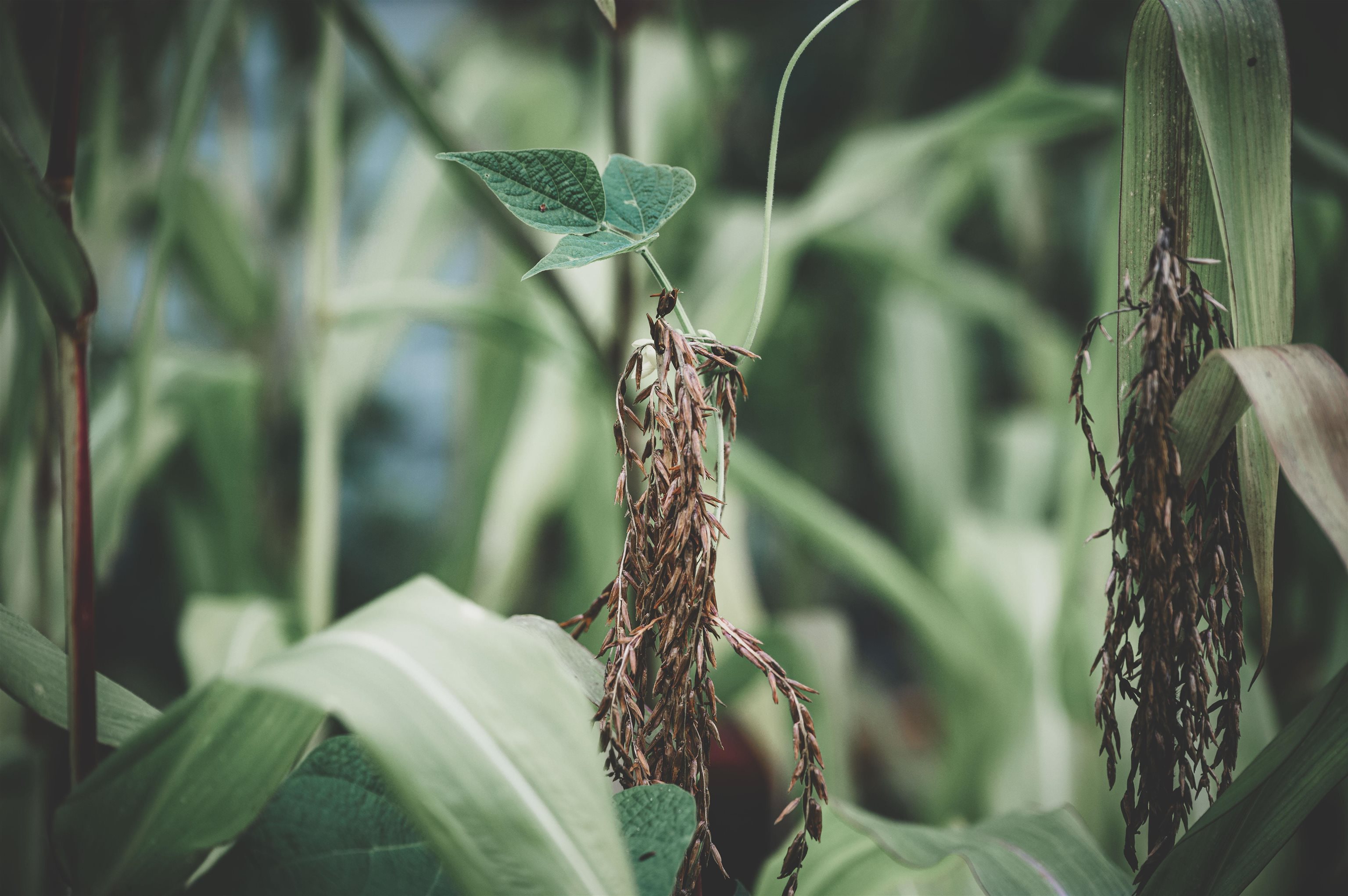 611 Patch Road Morristown, VT 05661 - Photo 37 of 60