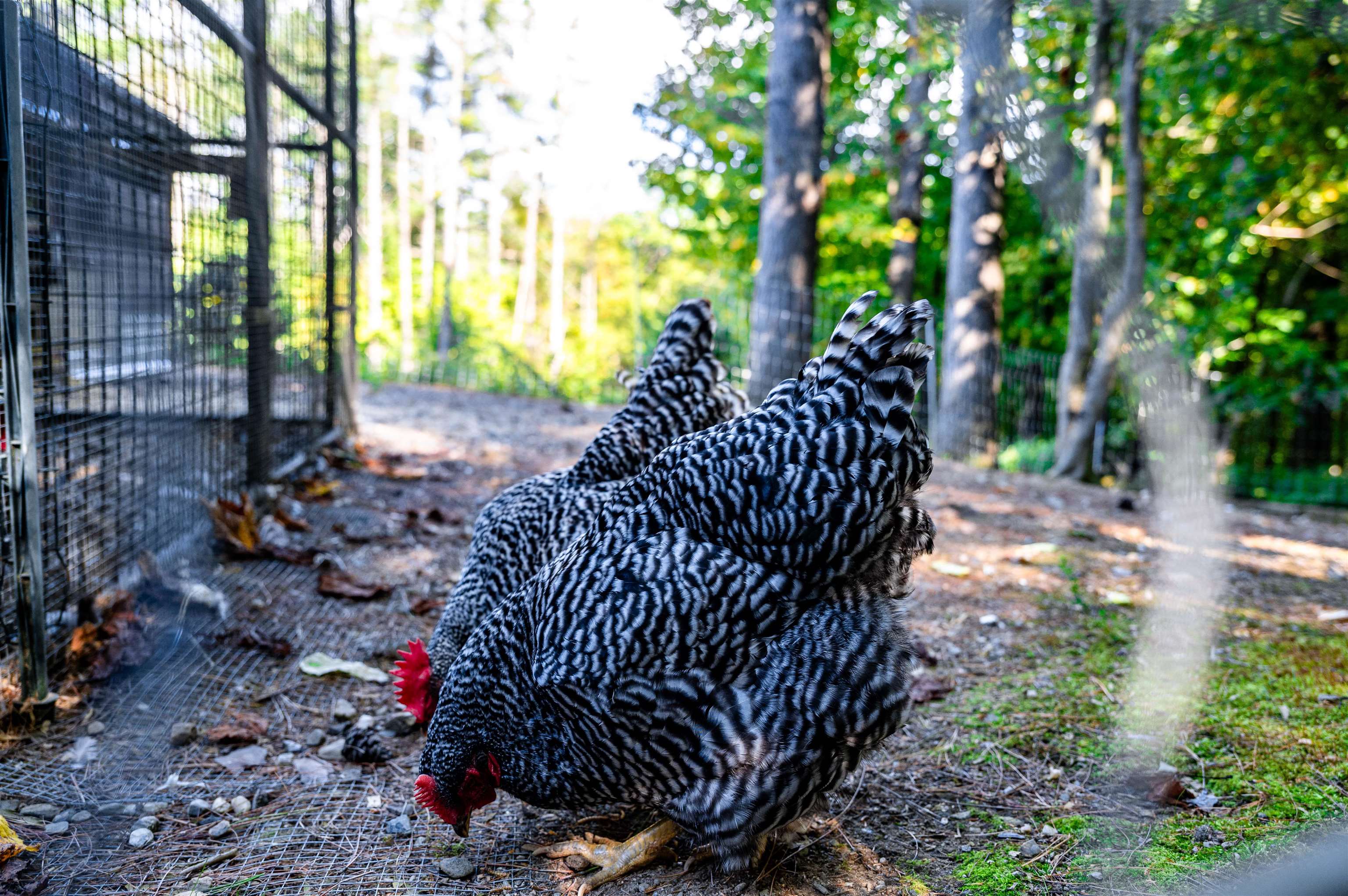 611 Patch Road Morristown, VT 05661 - Photo 45 of 60