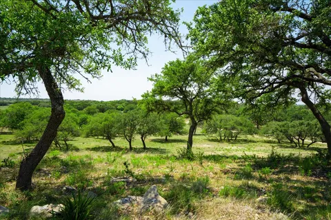 a view of a garden with trees