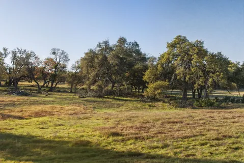 a view of a tree in a yard