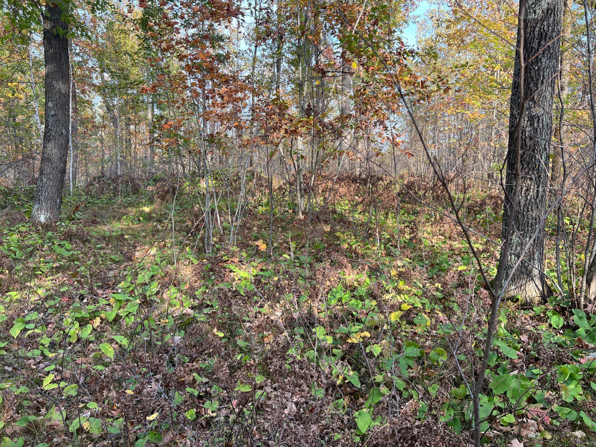 73855 Markville Road Sandstone, MN 55072 - Photo 12 of 33 Gallery Image 12