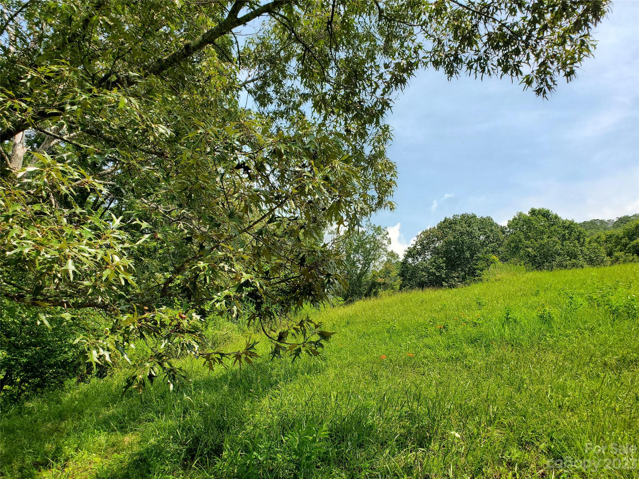 9999 Caney Frk Road Marshall, NC 28753 - Photo 25 of 42 a view of a lush green space