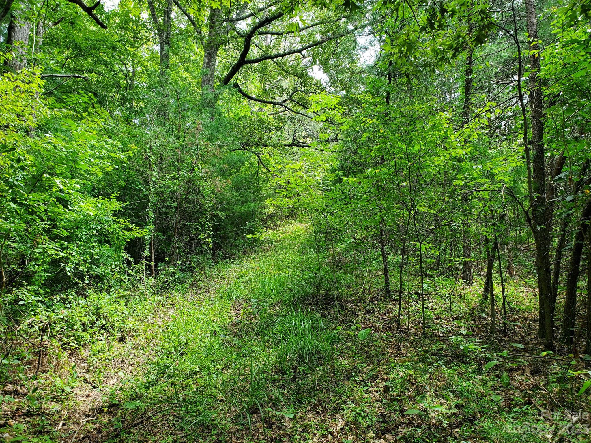 9999 Caney Frk Road Marshall, NC 28753 - Photo 27 of 42 a view of a lush green forest
