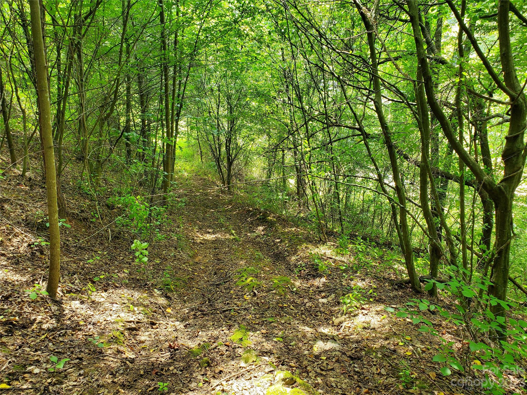 9999 Caney Frk Road Marshall, NC 28753 - Photo 28 of 42 a view of a lush green forest