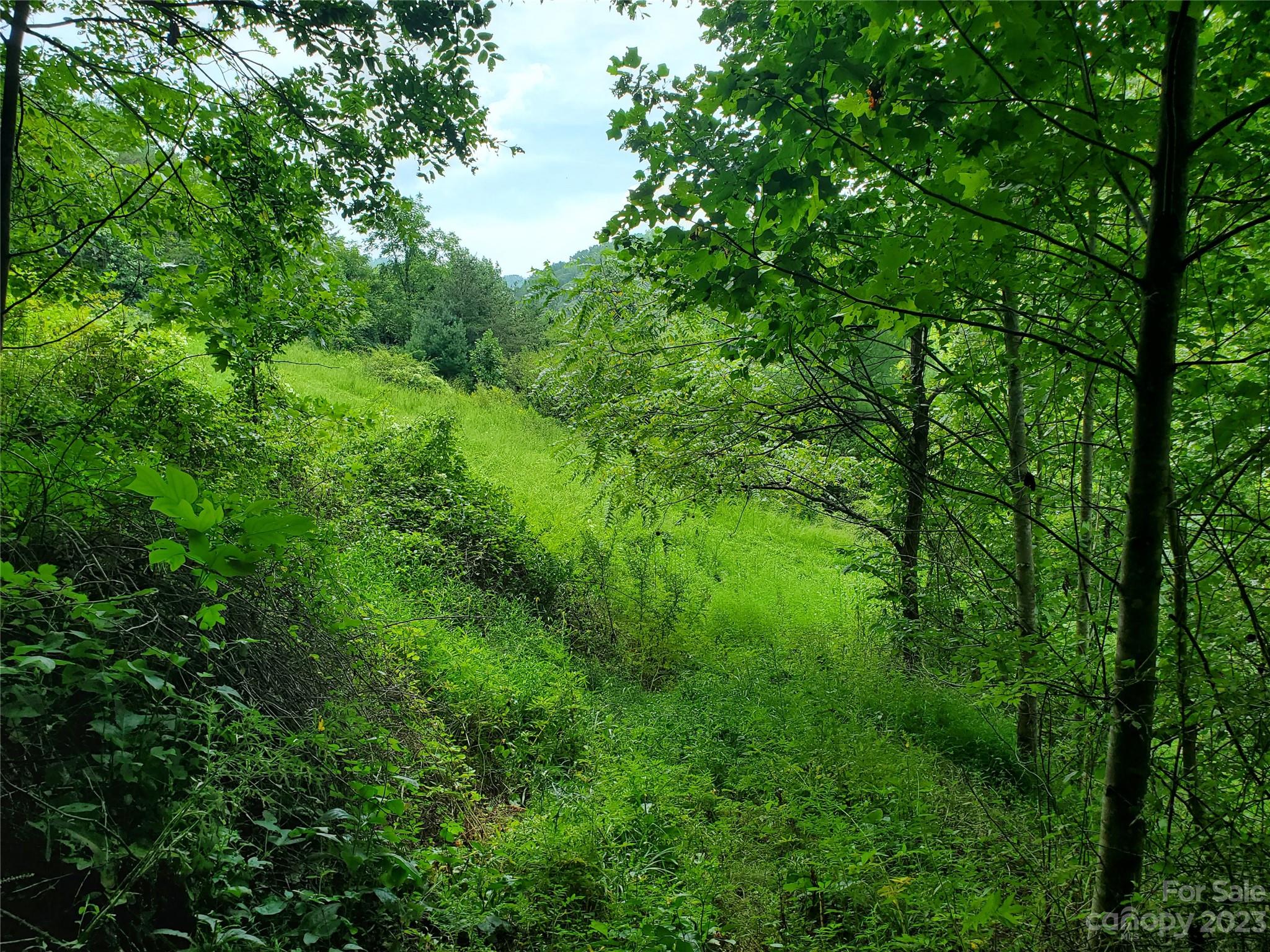 9999 Caney Frk Road Marshall, NC 28753 - Photo 29 of 42 a view of a lush green forest