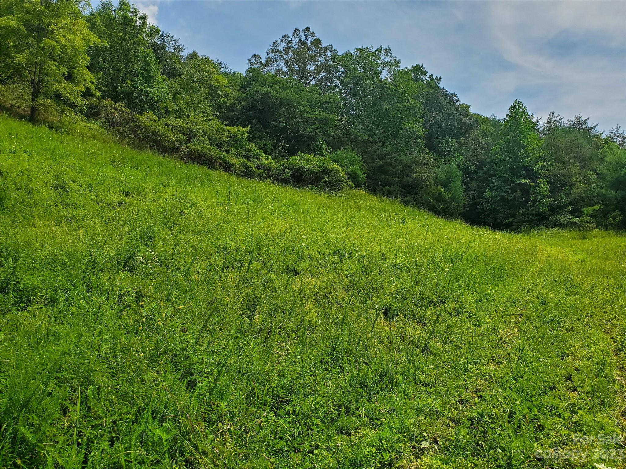9999 Caney Frk Road Marshall, NC 28753 - Photo 30 of 42 a view of a big yard with plants and large trees