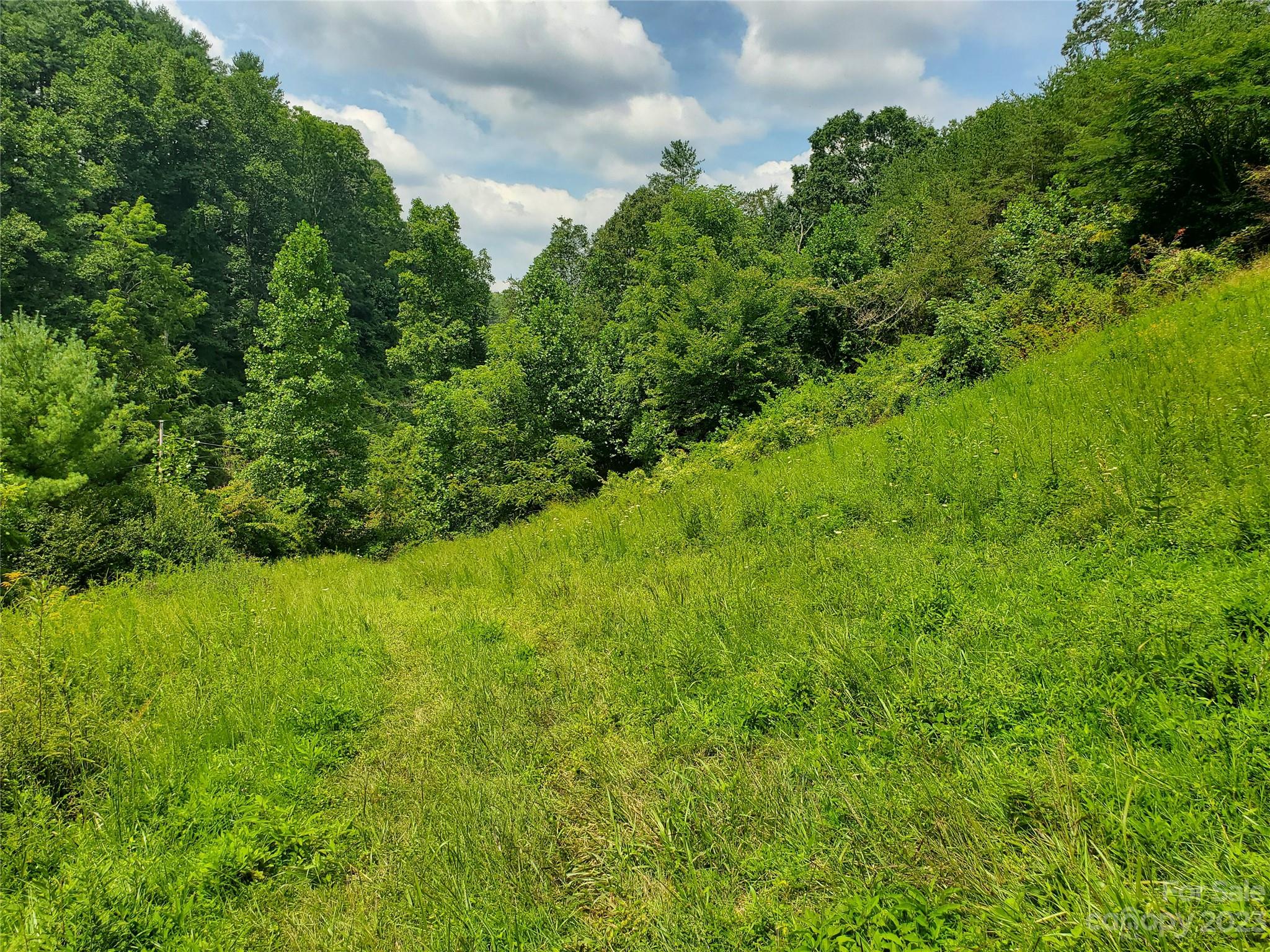 9999 Caney Frk Road Marshall, NC 28753 - Photo 36 of 42 a view of a lush green space