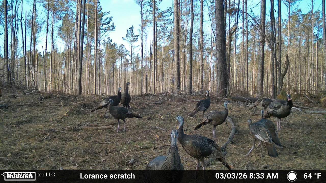 Lorance Road Clinton, MS 39056 - Photo 19 of 25 Temp_2396894-20260303143443-100MFCAM_MFD