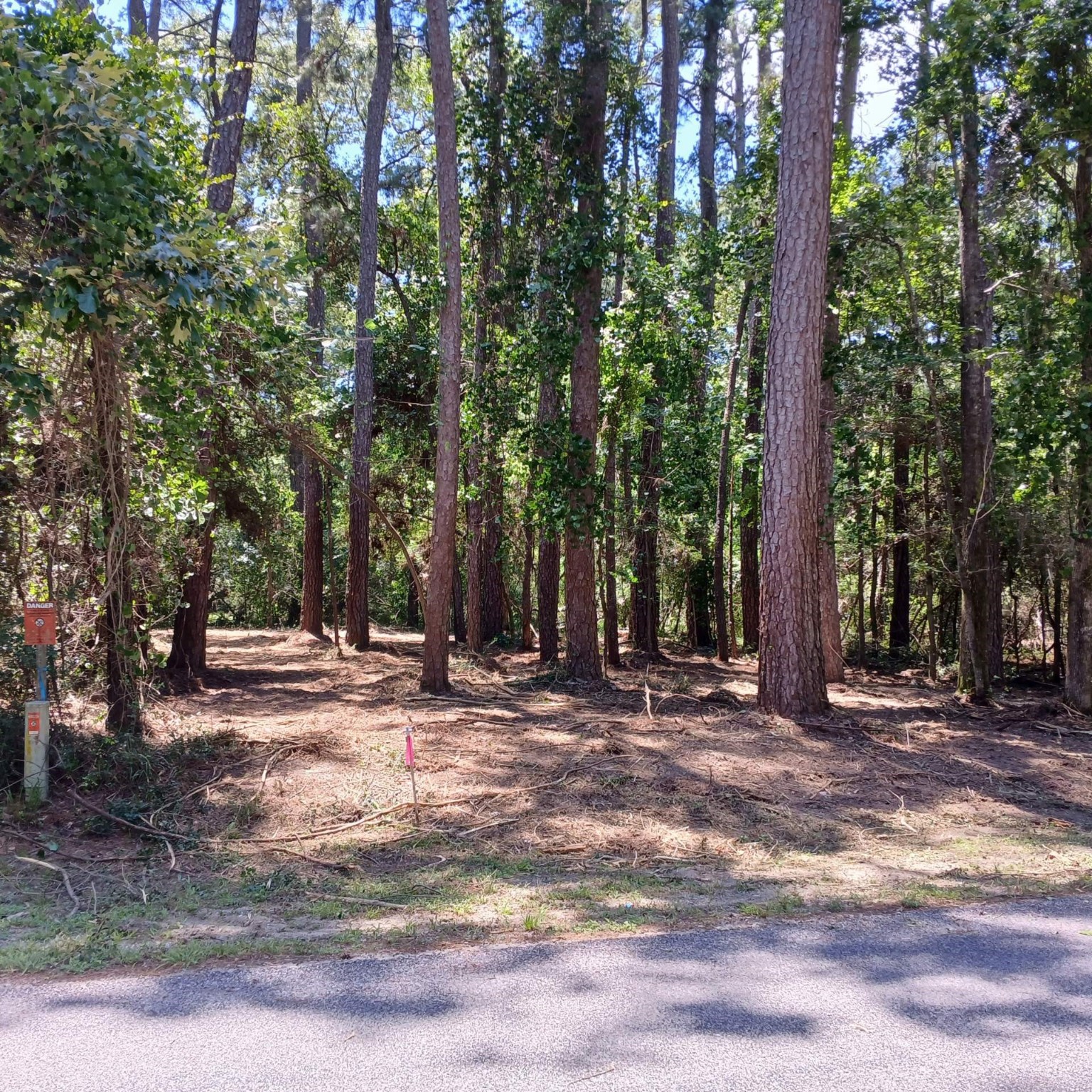 Lot has recently been marked and under brushed