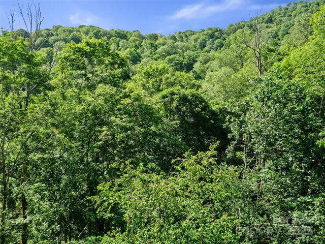 a view of a lush green forest with a mountain