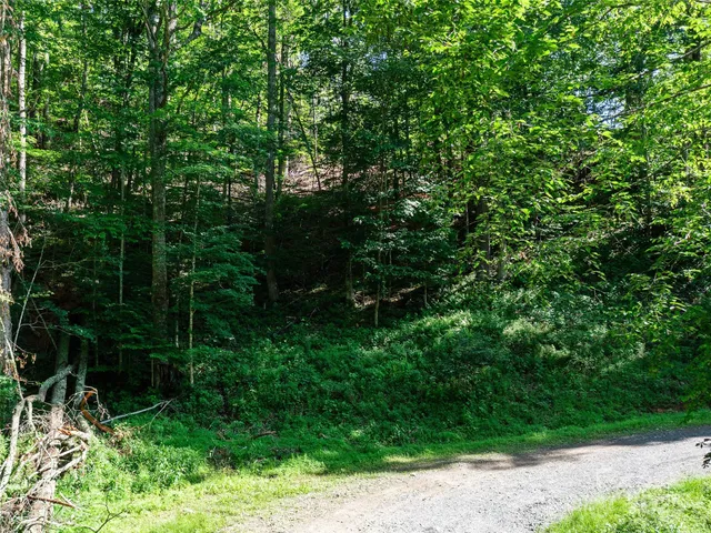a view of a lush green forest with lots of trees
