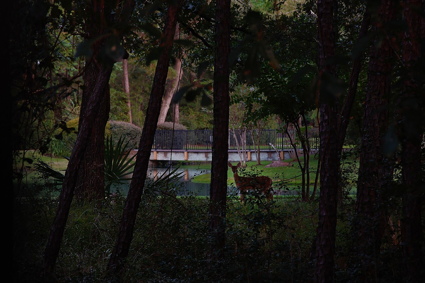 7 Sovereign Way Conroe, TX 77384 - Photo 30 of 47 a view of outdoor space and garden