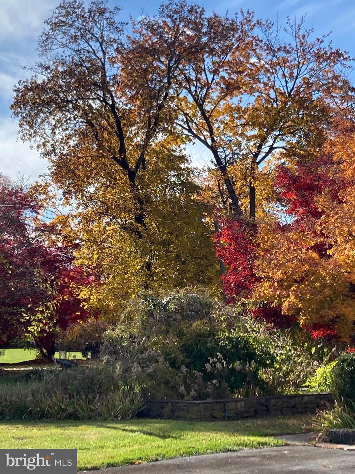 77 Petty Road Cranbury, NJ 08512 - Photo 28 of 32 a view of three trees in a yard