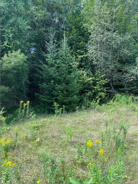 0 Nate Richards Road St. Albans, ME 04971 - Photo 5 of 6 New Picture (5)