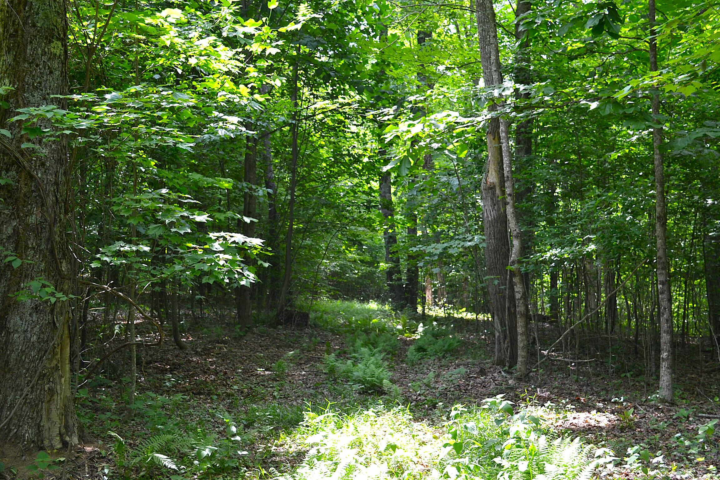 Cold Hollow Road Rainelle, WV 25962 - Photo 17 of 31 Gallery Image 17