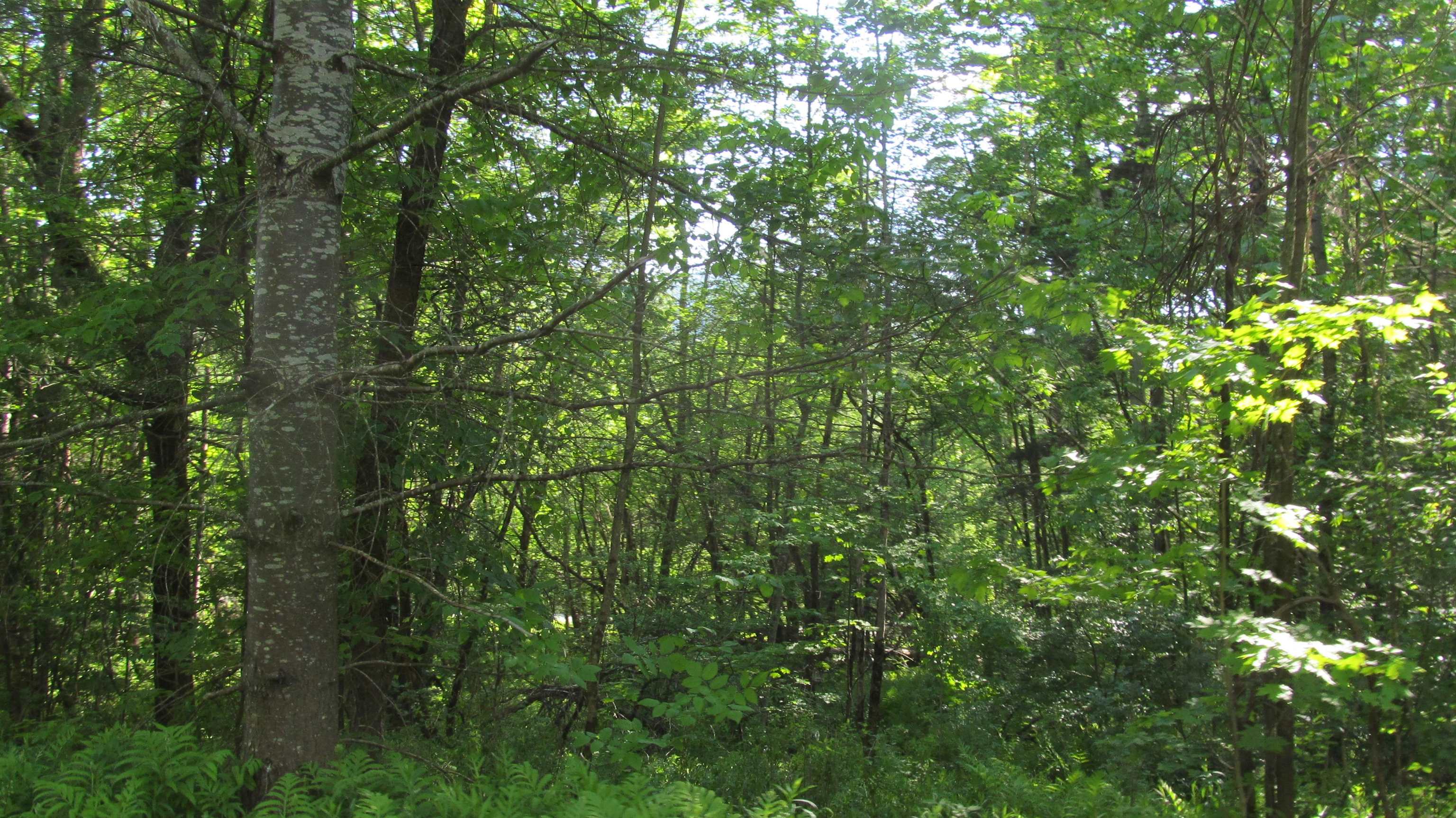 22 Pine Lane Rochester, VT 05767 - Photo 9 of 40