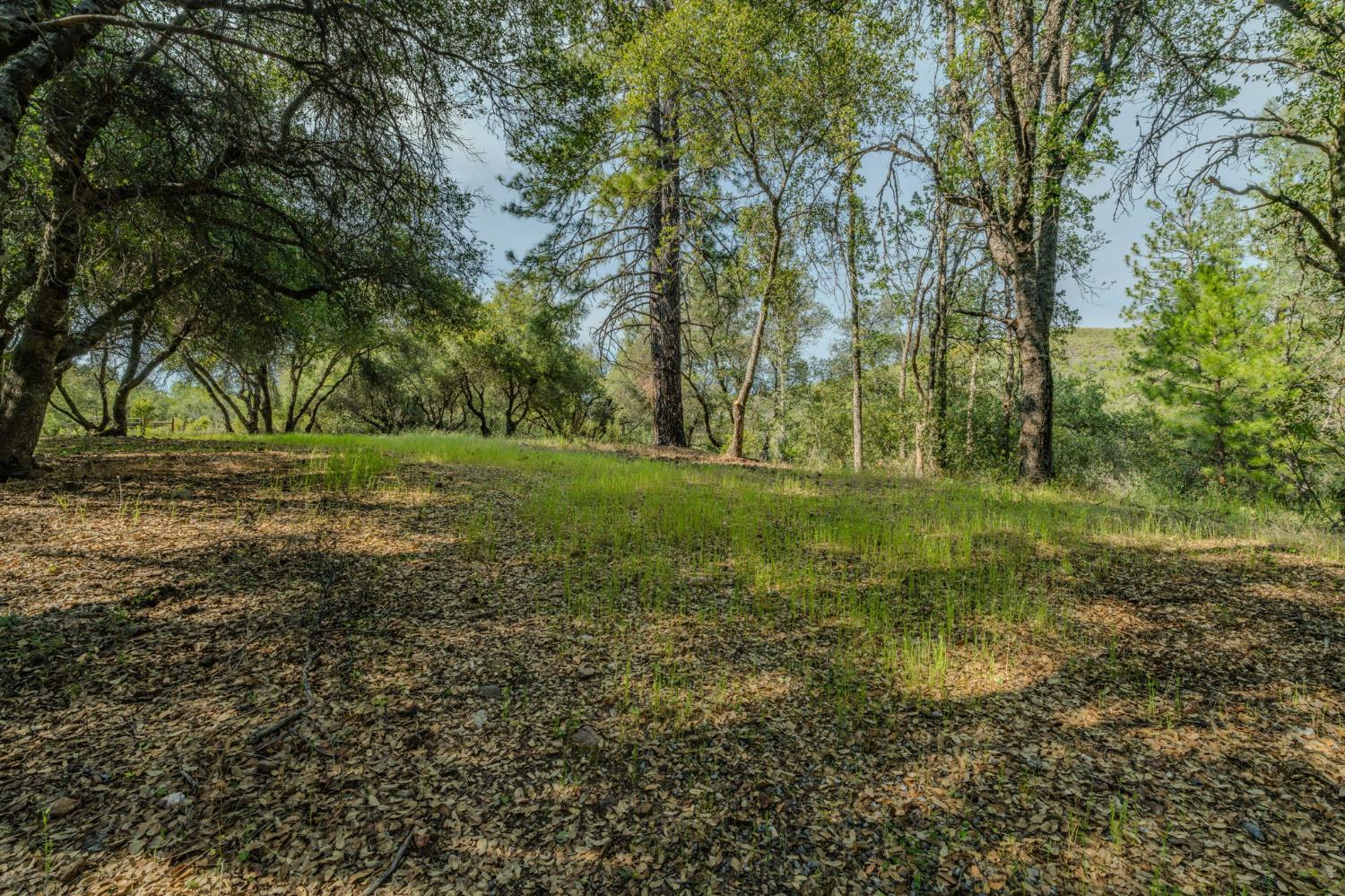 6216 Trout Lane Mountain Ranch, CA 95246 - Photo 35 of 39 a view of a field with trees