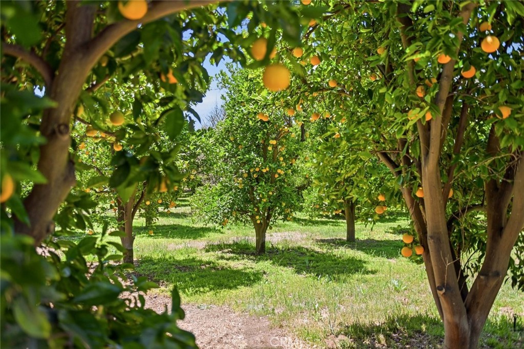 11550 Old Castle Road Valley Center, CA 92082 - Photo 40 of 60 Flourishing Valencia Orange Grove