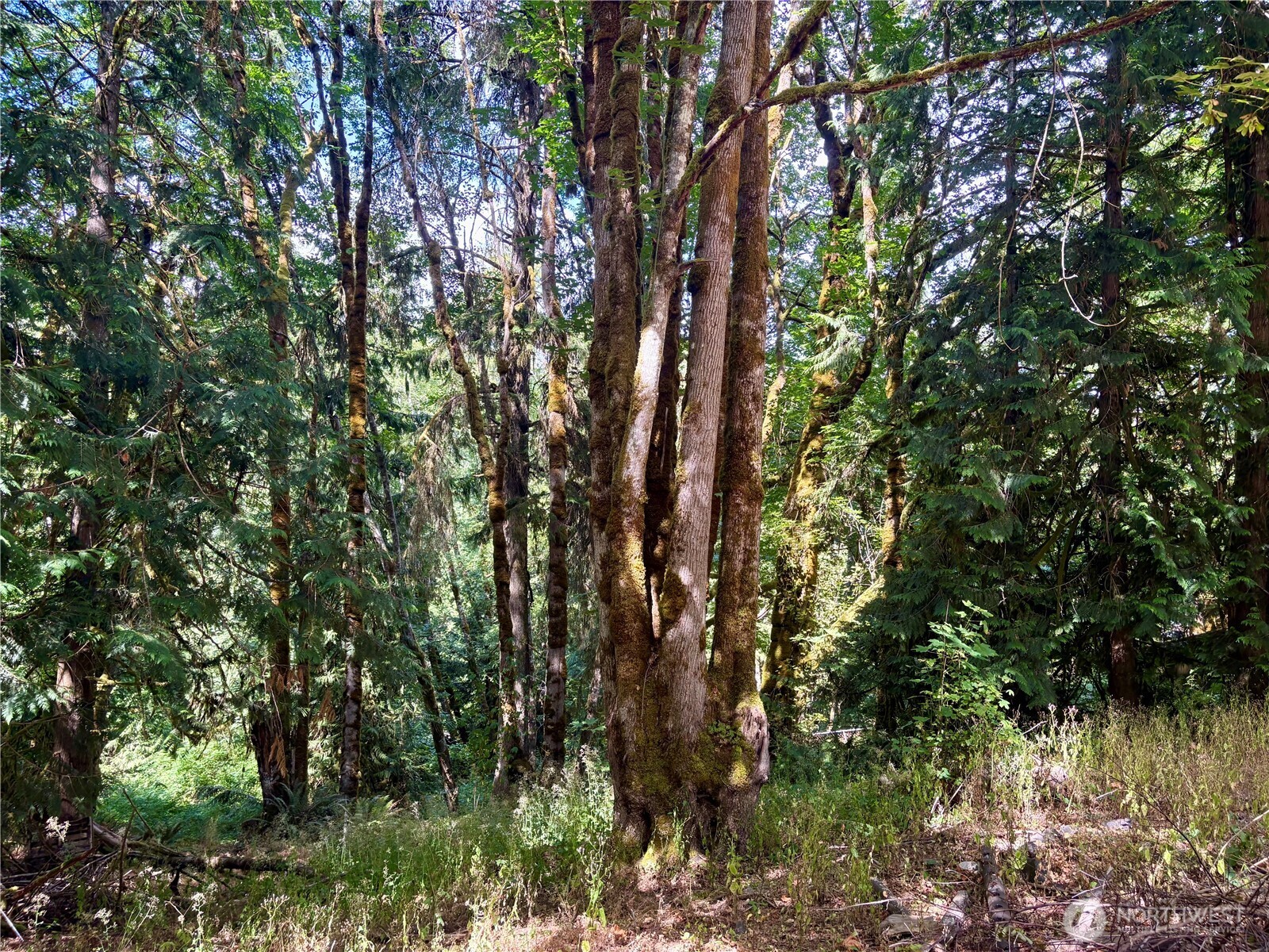17411 64th St Court Northwest Vaughn, WA 98394 - Photo 22 of 27 a view of a tree in a yard