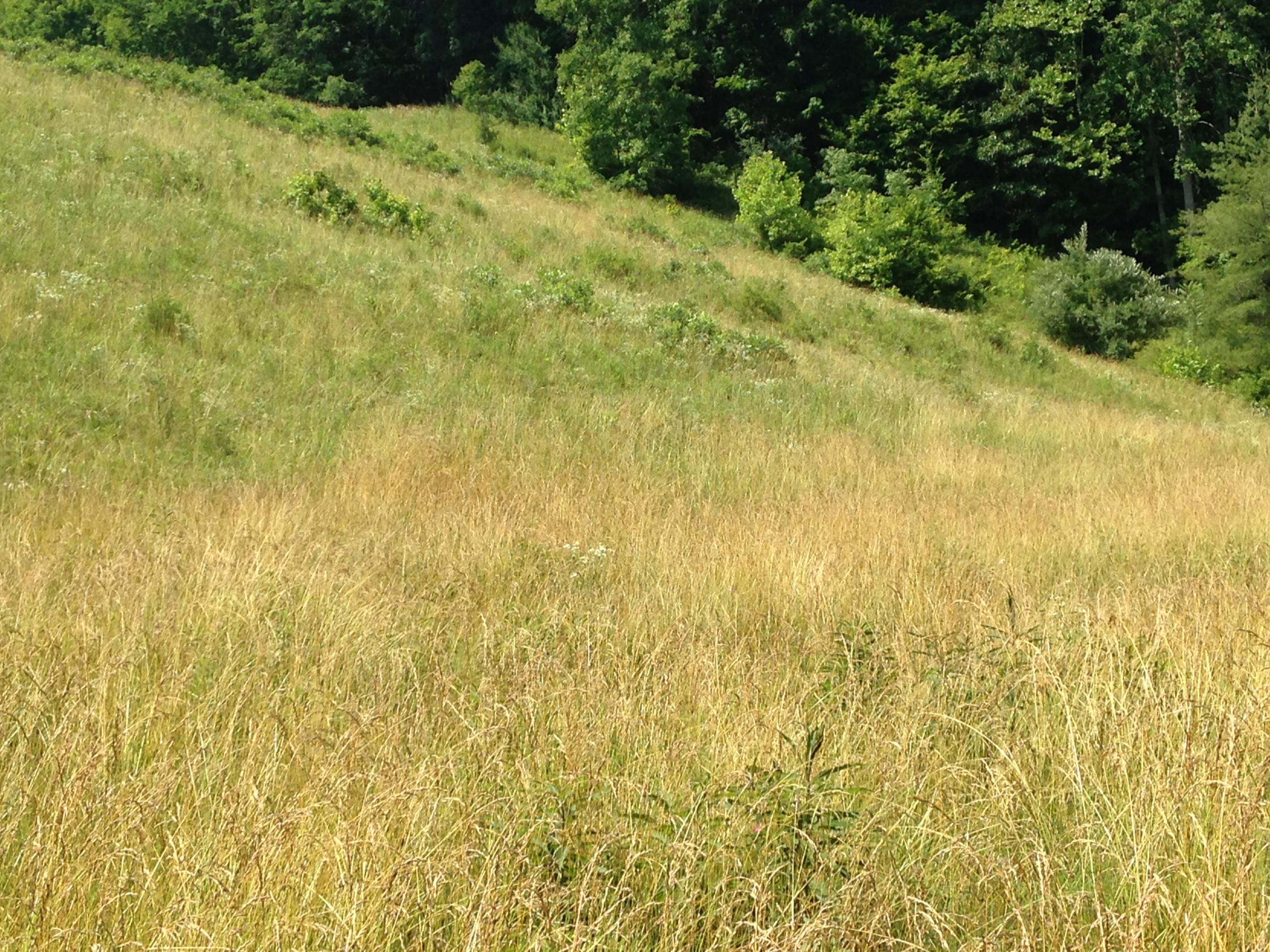 449 Airport Road Bybee, TN 37713 - Photo 11 of 22 2014-06-23 11