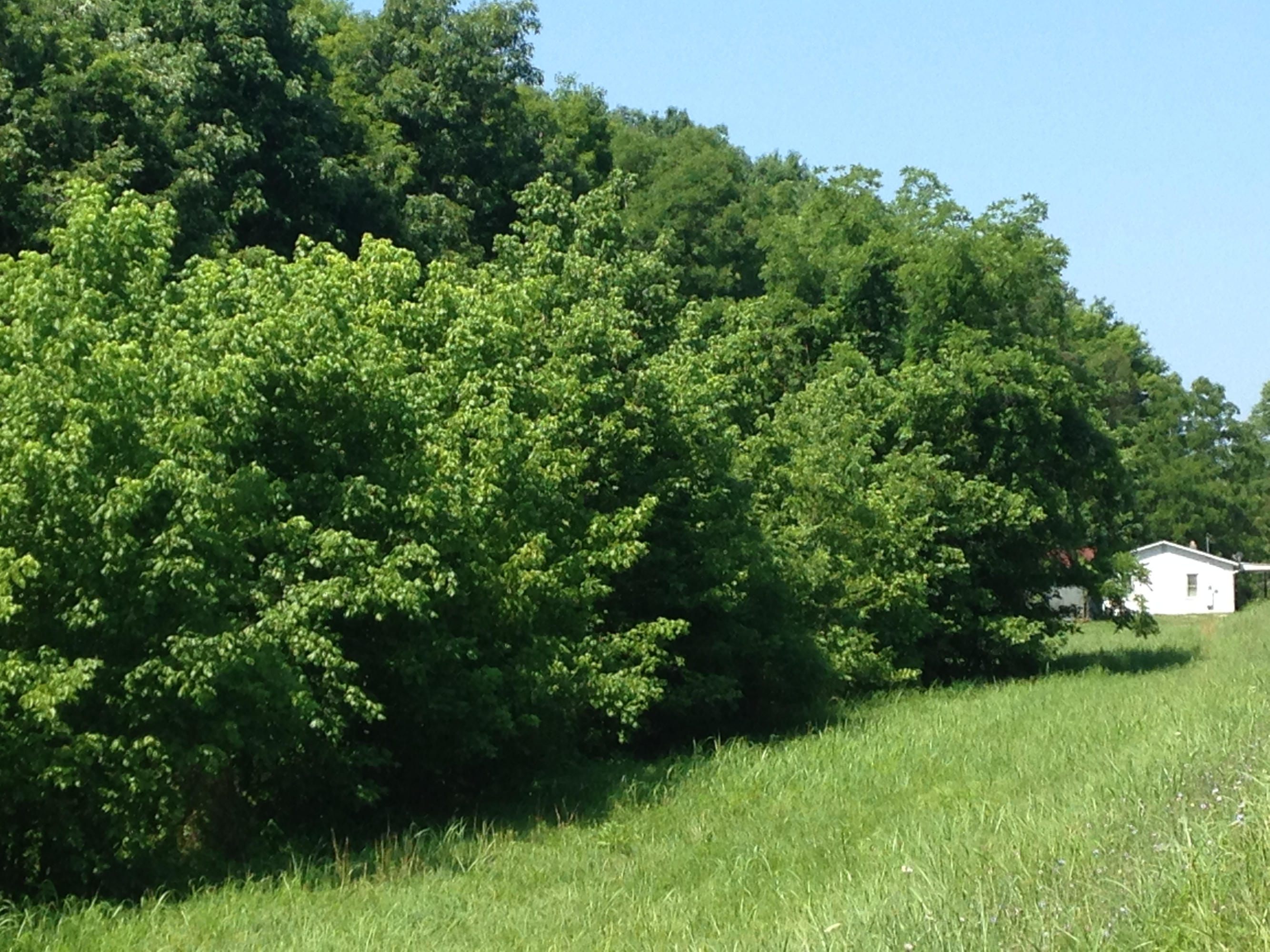 449 Airport Road Bybee, TN 37713 - Photo 6 of 22 2014-06-23 11