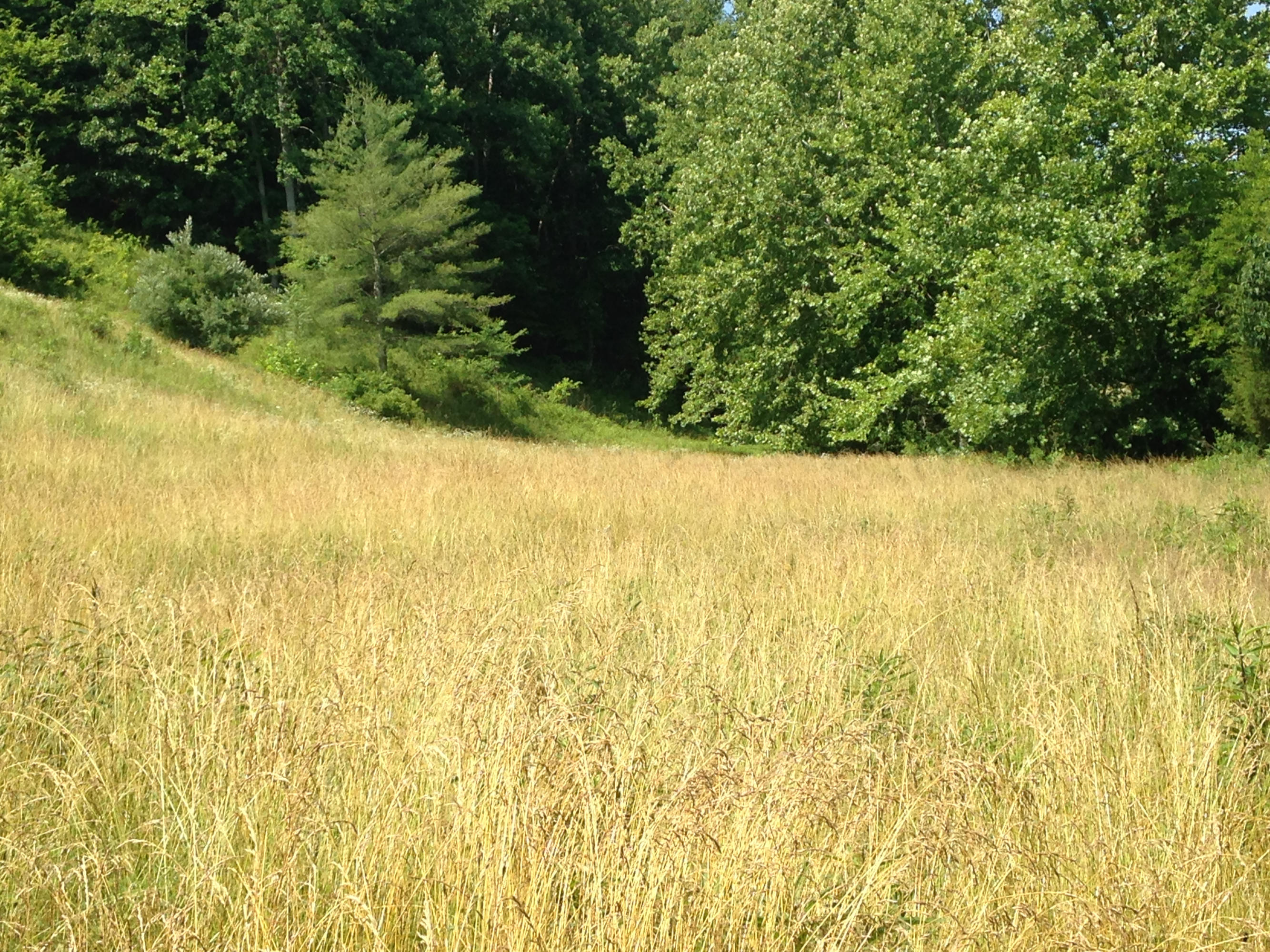 449 Airport Road Bybee, TN 37713 - Photo 10 of 22 2014-06-23 11