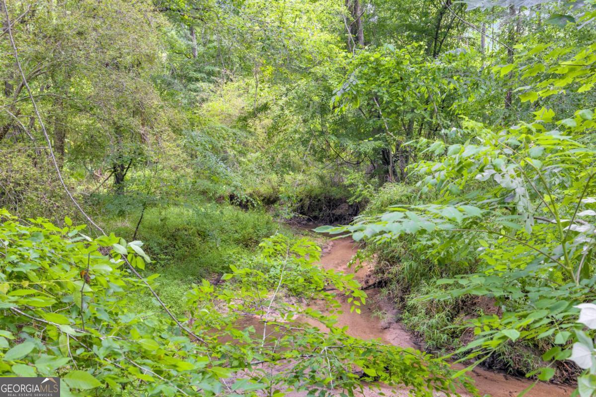 335 Elizabeth Court Colbert, GA 30628 - Photo 31 of 33 a view of a forest with a tree