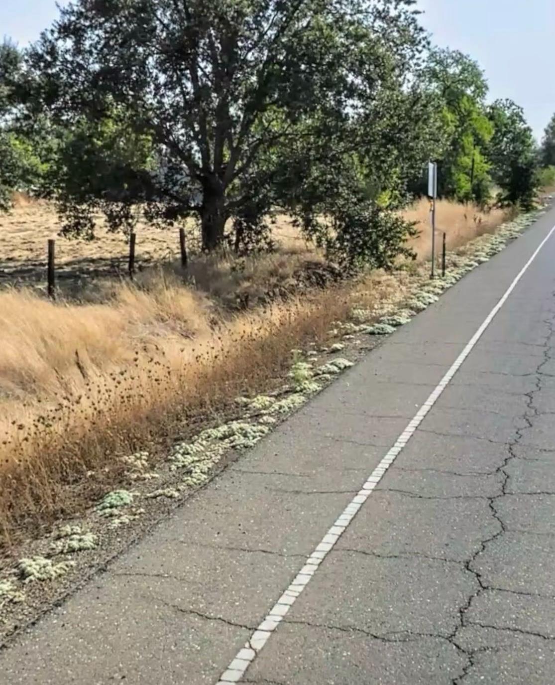 0 Lower Honcut Road Oroville, CA 95966 - Photo 4 of 6