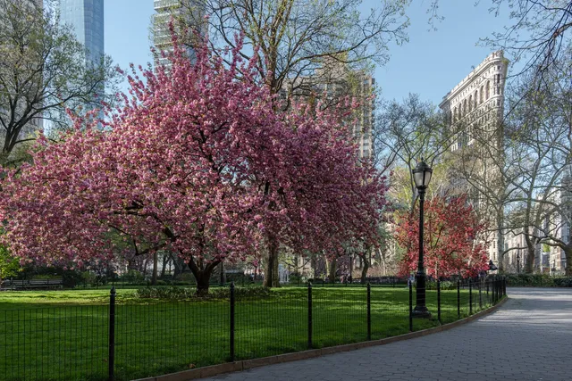 a view of a park with large trees