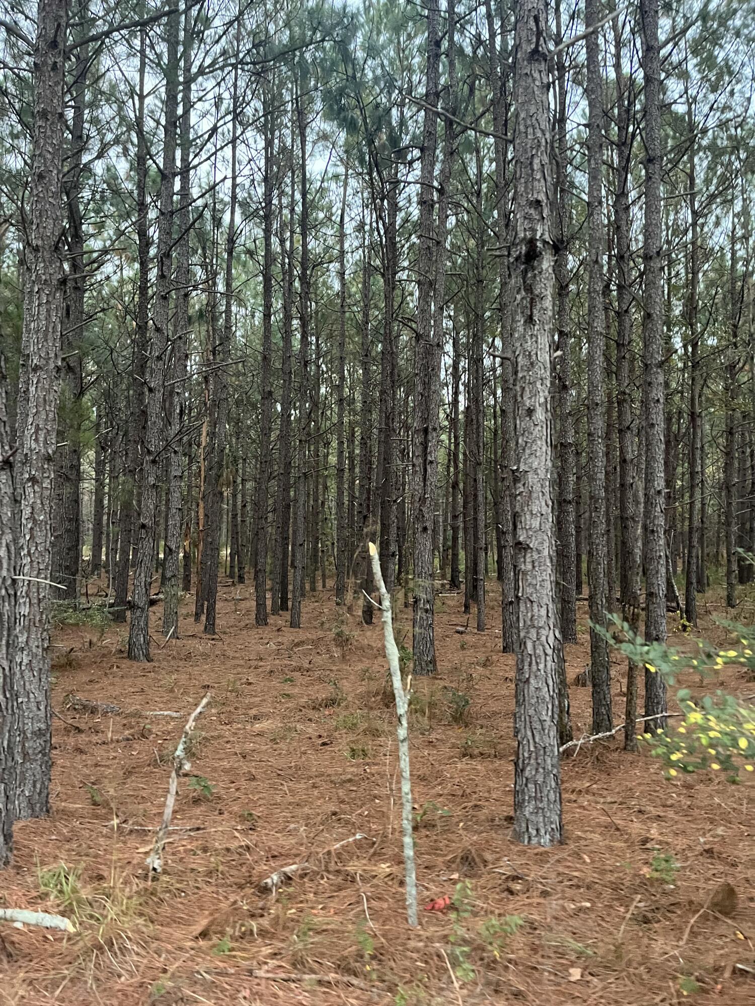 3 Wagener Road, Unit DH 3 Salley, SC 29137 - Photo 8 of 9