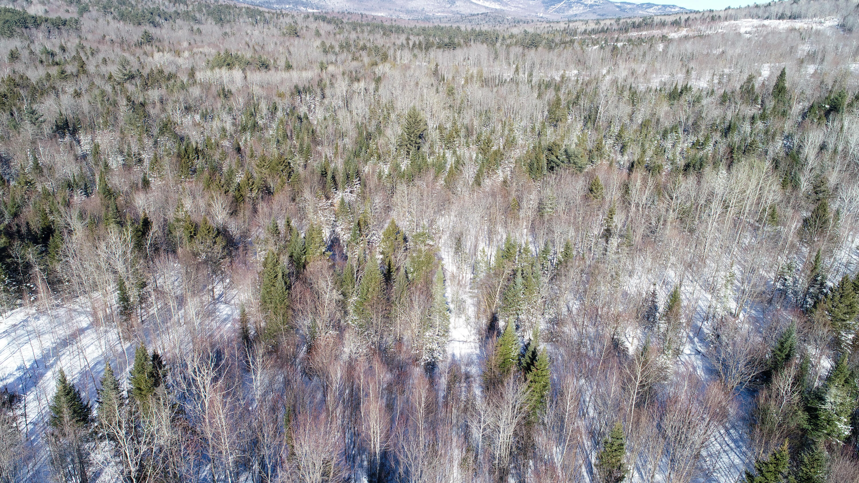 DJI_0231