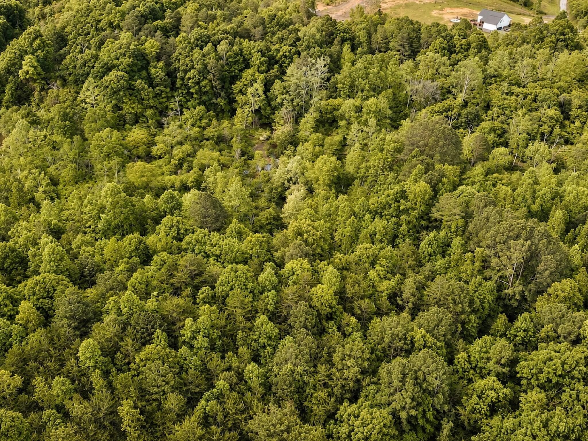 1 Southeast Washboard Road Southeast Old Fort, TN 37362 - Photo 1 of 10 a view of a big yard with plants and wooden floor