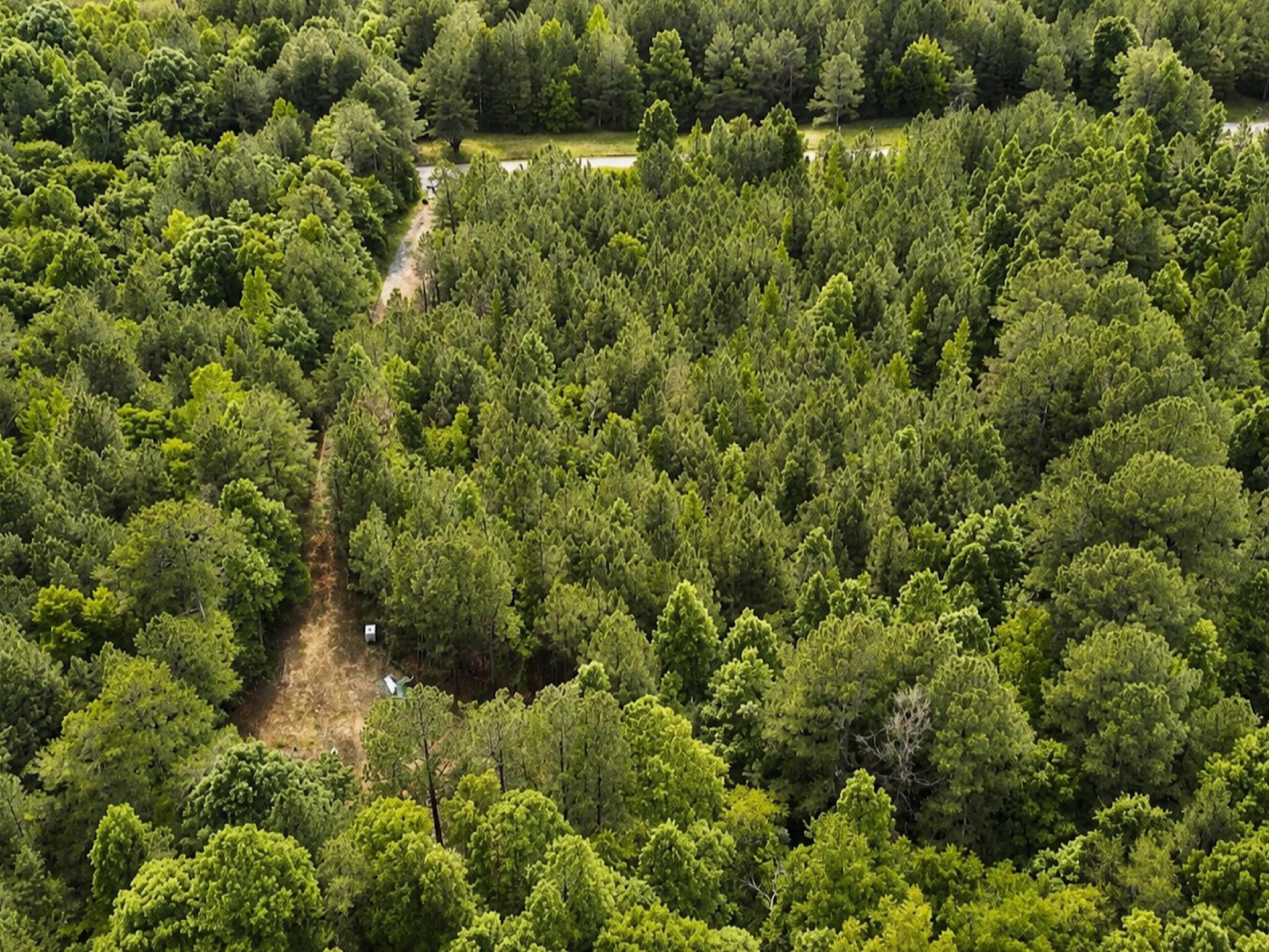 1 Southeast Washboard Road Southeast Old Fort, TN 37362 - Photo 4 of 10 view of a bunch of trees